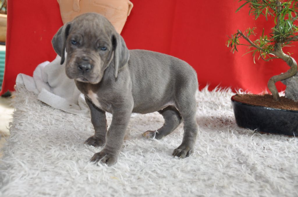 Des Grand Bleues Du Domaine De Olga - Chiots disponibles - Dogue allemand