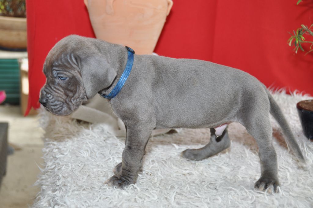 Des Grand Bleues Du Domaine De Olga - Chiots disponibles - Dogue allemand