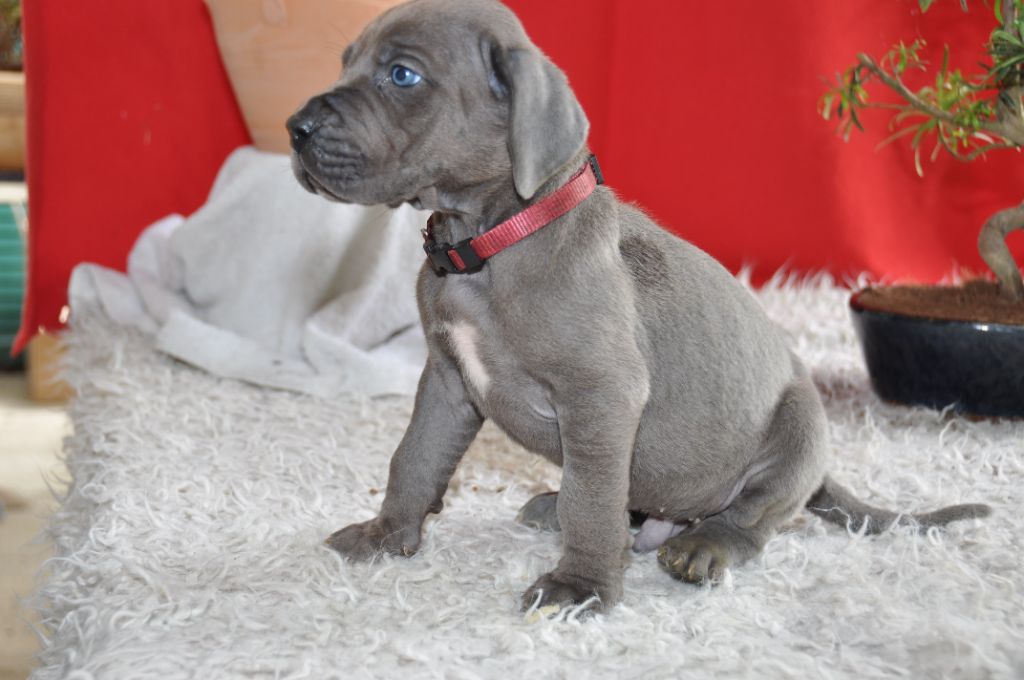 Des Grand Bleues Du Domaine De Olga - Chiots disponibles - Dogue allemand