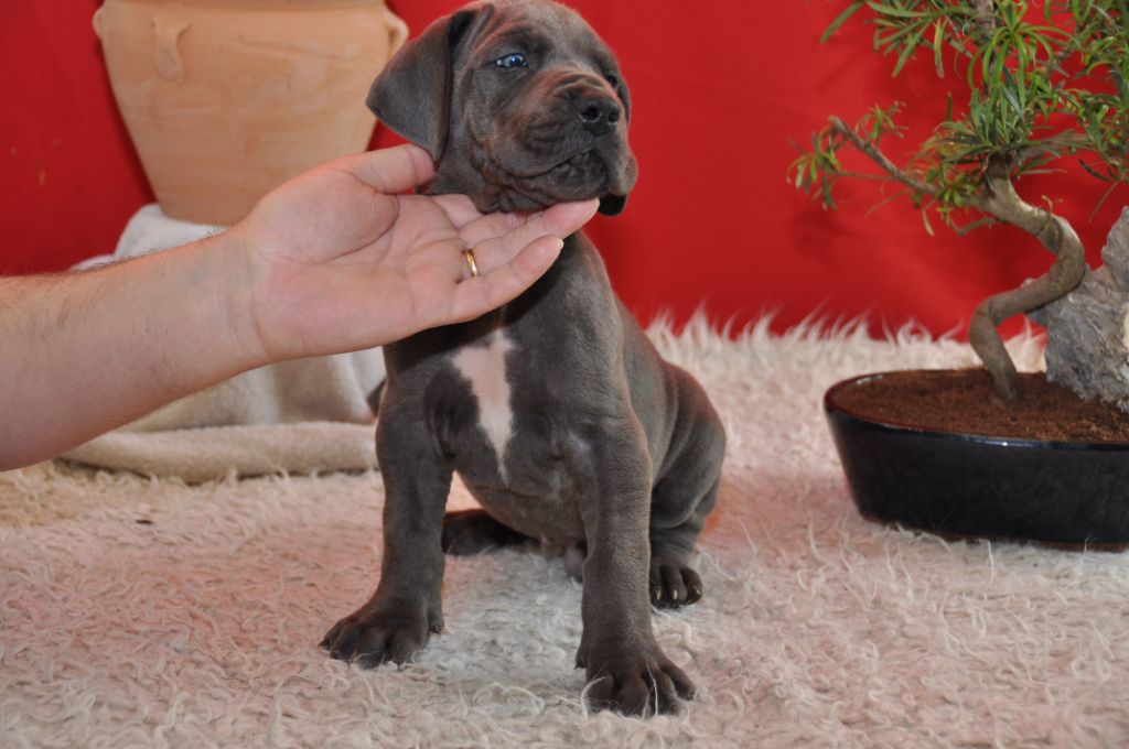 Des Grand Bleues Du Domaine De Olga - Chiots disponibles - Dogue allemand