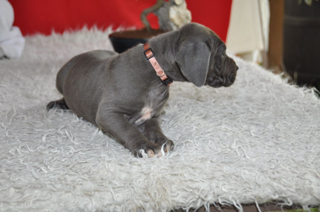 Des Grand Bleues Du Domaine De Olga - Chiots disponibles - Dogue allemand